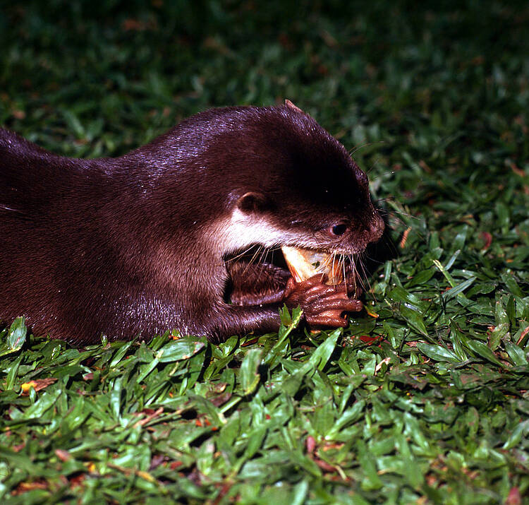  Asian small clawed otter - Social and Behaviour Change campaign aims to reduce demand for high-risk exotic pets in Japan 