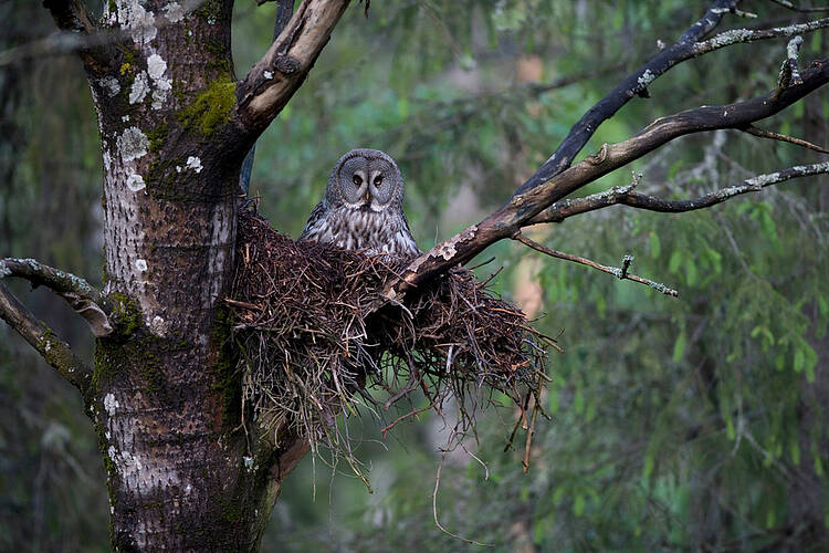  Great grey owl (Strix nebulosa) sitting on nest, Northern Oulu, Finland. 