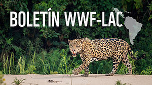 Boletín de WWF-LAC
