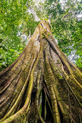  Bosque amazónico 