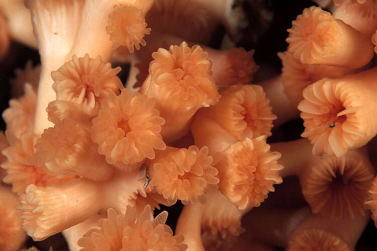  Cold- or Deep-water coral (Lophelia pertusa); Norway 2 
