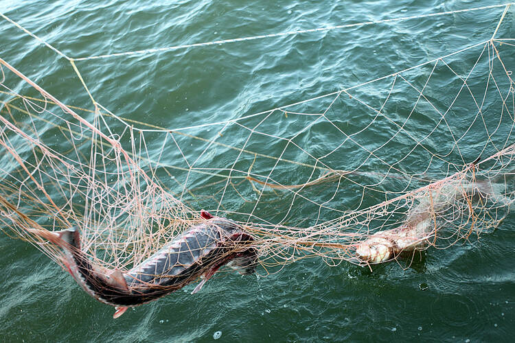  Illegal fishing of sturgeons 