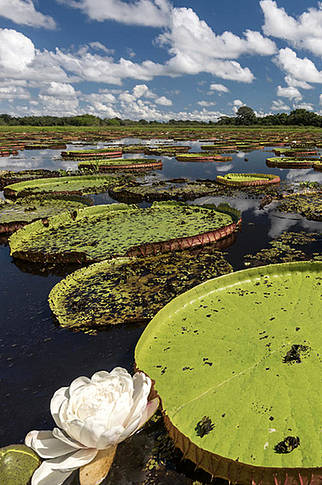 Giant water lilies 