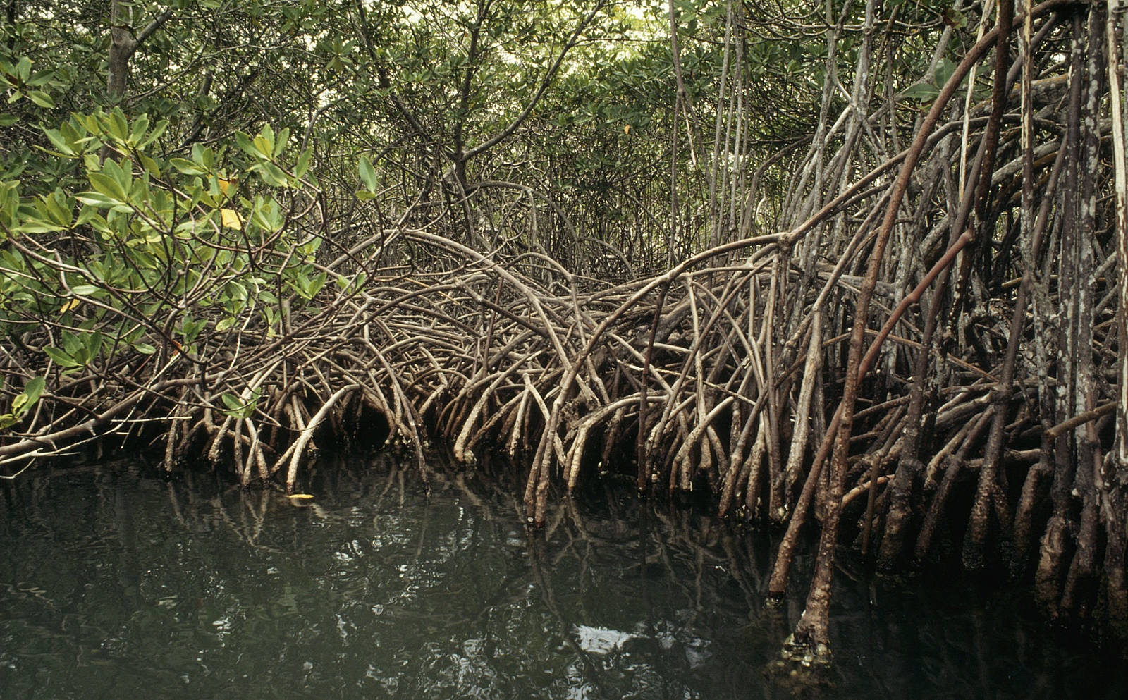  Mangrove Cuare project Venezuela 