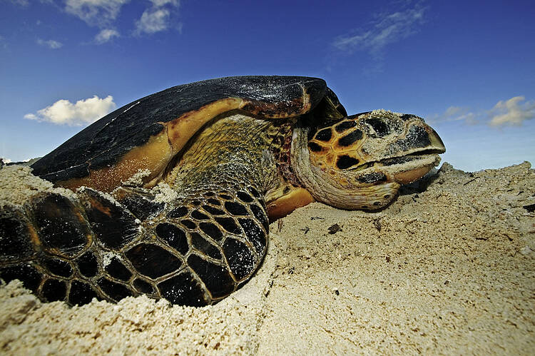  Hawksbill turtle 