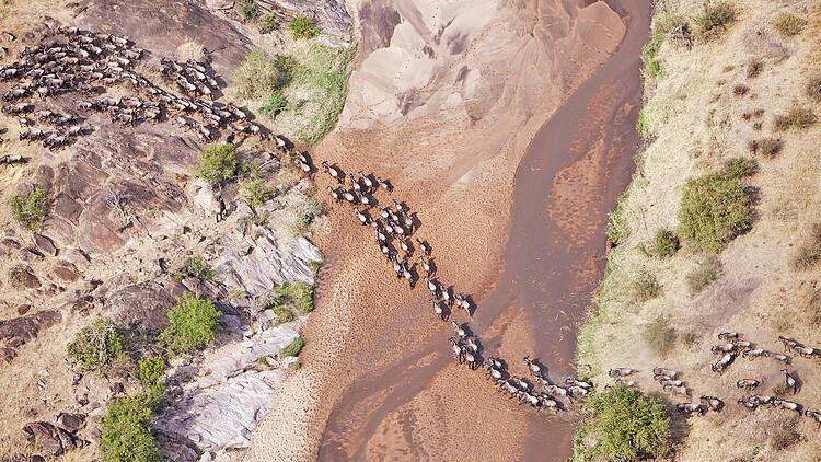  Aerial view of the Blue Wildebeest (Connochaetes taurinus) migration. Up to 1.5 million
wildebeest move through the Mara/Serengeti ecosystem each year. This is one of the worlds last
great animal migrations. Masai Mara National Reserve. Kenya 