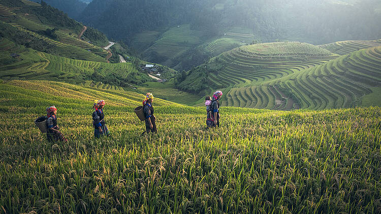 People on rice terraces 