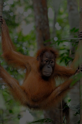  Young orangutans are exercised and 
