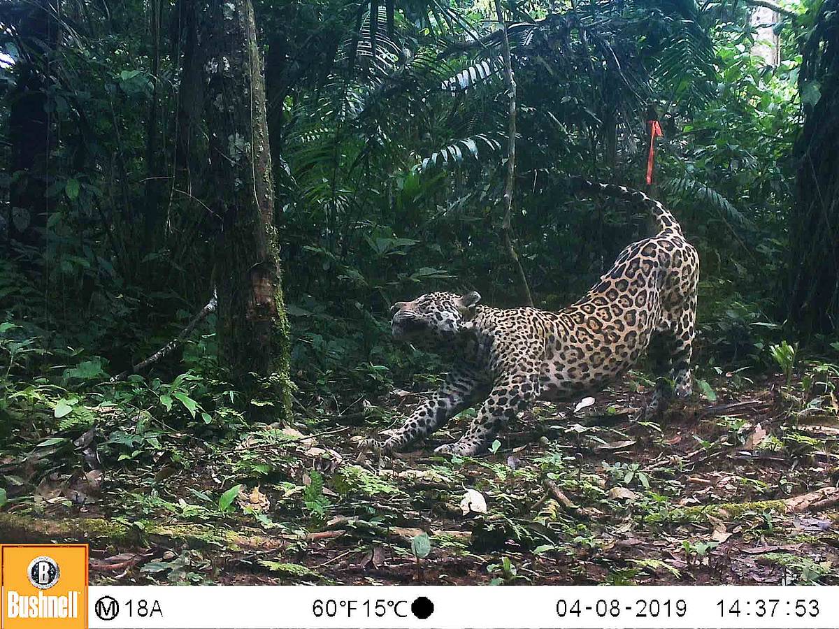  Monitoreo trinacional del jaguar 