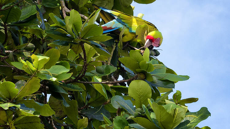  Great green macaw (Ara ambiguus), also known as Buffon’s macaw or the great military macaw eating the almendro tree (Dipteryx panamensis) fruits. Tortuguero, Costa Rica. WWF supports the proposal to include Cumaru (Dipteryx) in Appendix II. 