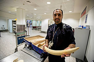 Viv Pullha (Border Force) with seized elephant tusk.