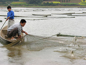 Villagers with floating fish cages in restored polder. Fish production is more lucrative and less labore intensive than the rice production that it replaced. Village income increased fourfold in 3 years following the project. Flood risk to the 4 million people in this region has been reduced by the WWF project to restore polders like this to Dongting Lake.