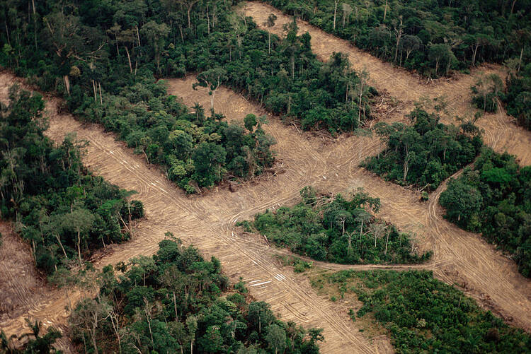  Aerial view over the rainforest showing transect deforestation 