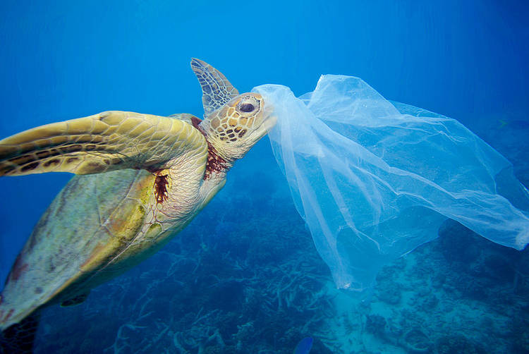  Green sea turtle with a plastic bag 