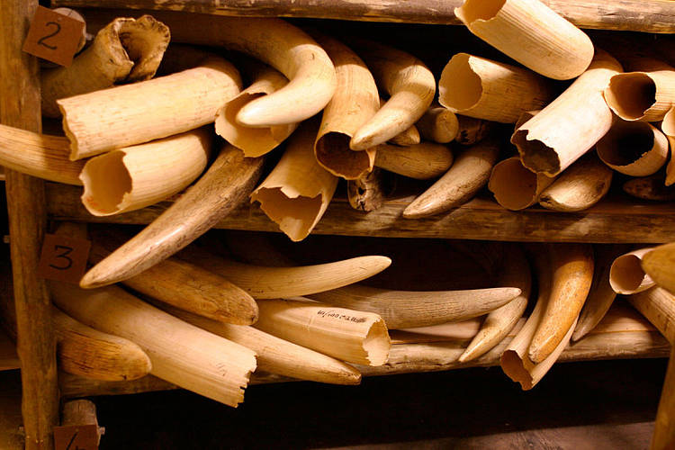 Elephant tusks stored away under extreme security measures in the ivory stock pile of the Kruger National Park, South Africa. 