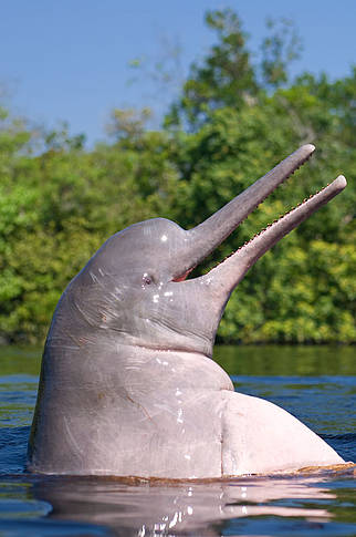  Delfín rosado del Río Amazonas 