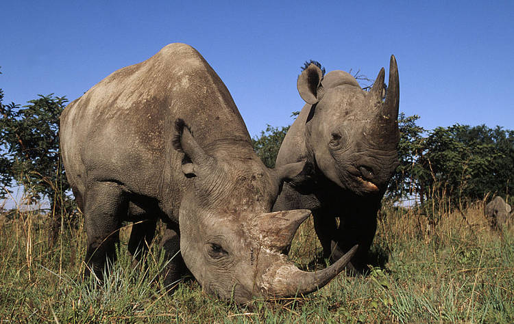  Black rhinos (Diceros bicornis); Hluhluwe Game Reserve, KwaZulu-Natal Province, Republic of South Africa 