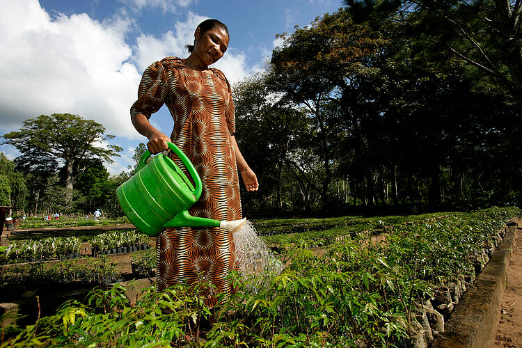  Woman watering plants at tree nursery, Shimba Hills, Kenya 