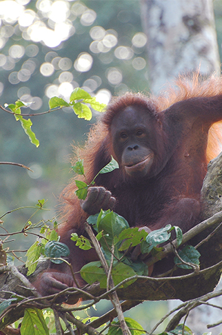  Malaysia Orangutan 