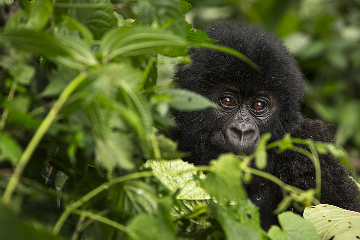 Mountain Gorilla (Gorilla beringei beringei) in the Virunga National Park. Democratic Republic of the Congo