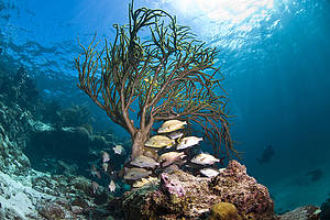 Coral Reef Belize 