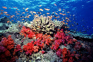 Soft, corals, hard corals and anthias fish seen underwater in Fiji. 
© Cat Holloway/ WWF