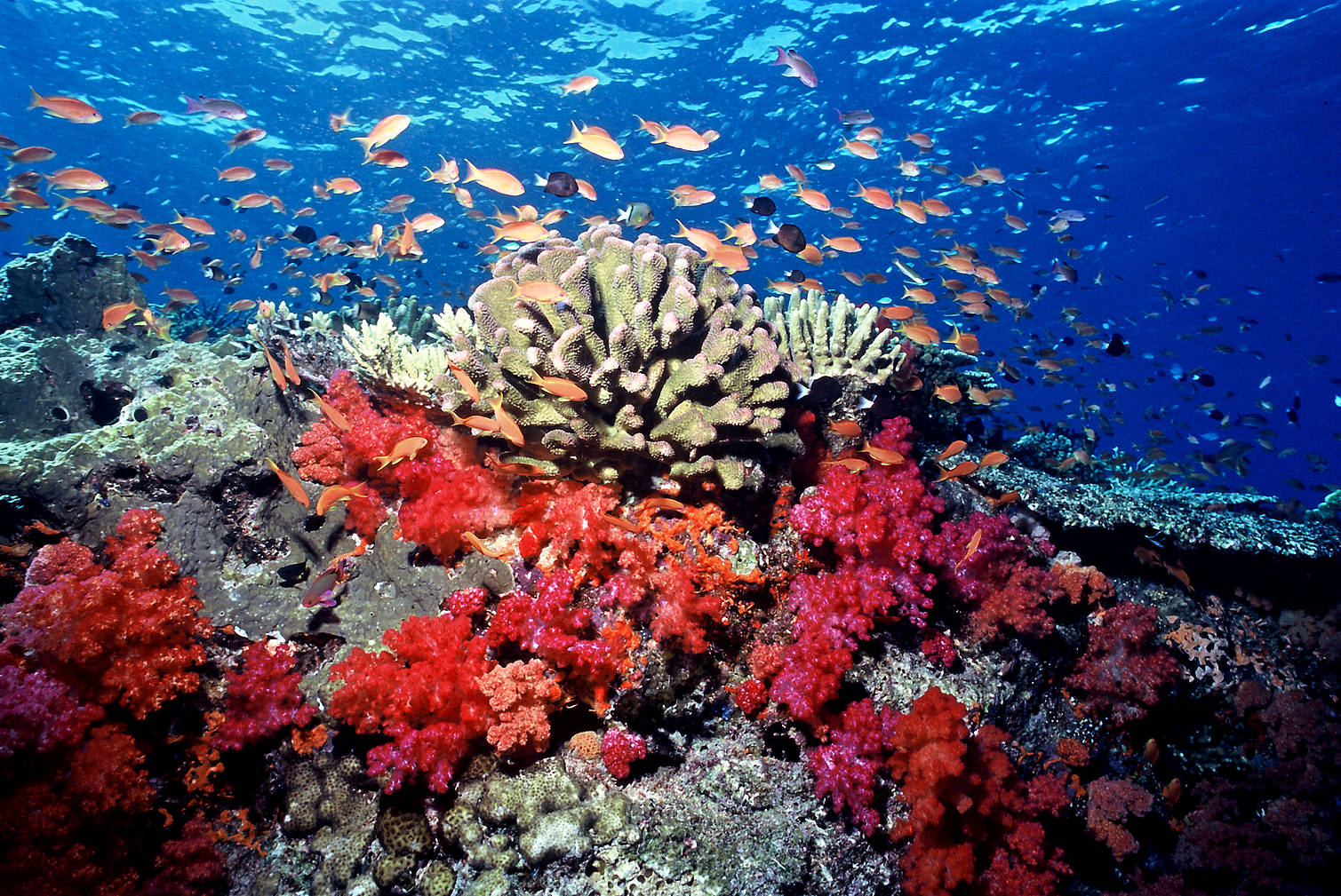  Soft, corals, hard corals and anthias fish seen underwater in Fiji. 