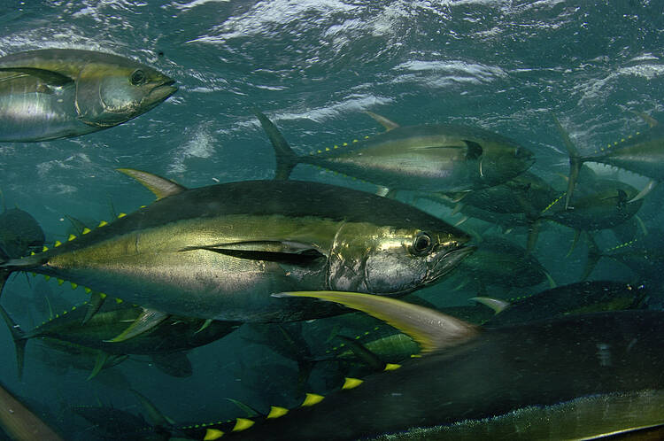  The FFA and PNA have a joint position for the Tropical Tuna Measure that they will not allow the stocks to be further depleted. 