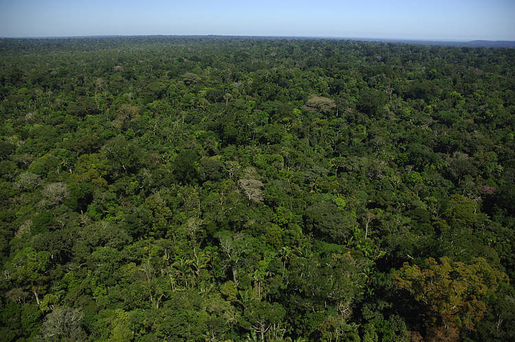  Aerial view of forest cover 