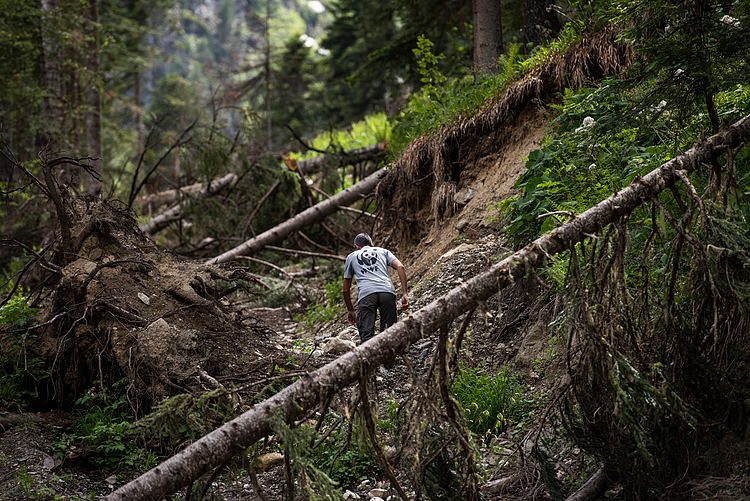  Mikhaïl Klimenko, press officer for WWF Russia in the Caucasus, walks up a track cut for illegal logging in the Teberda Reserve, near Arkhyz, in the Caucusus mountains of Russia. 