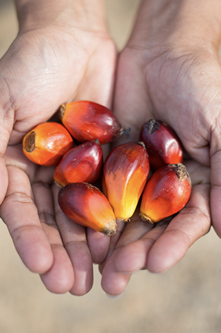  Palm oil fruit, Jambi, Jambi, Indonesia 