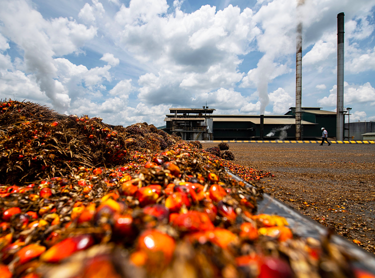  Palm oil is a key raw material in many industries 